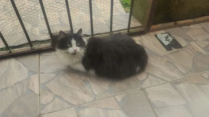 Doa-se Gata Frajola