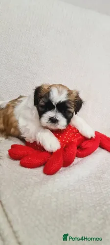 Neném shih tzu/shitzu saudável de linhagem especial selecionada