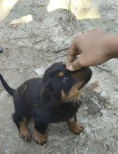 Filhotes de Rottweiler | Companheiro perfeito para você.
