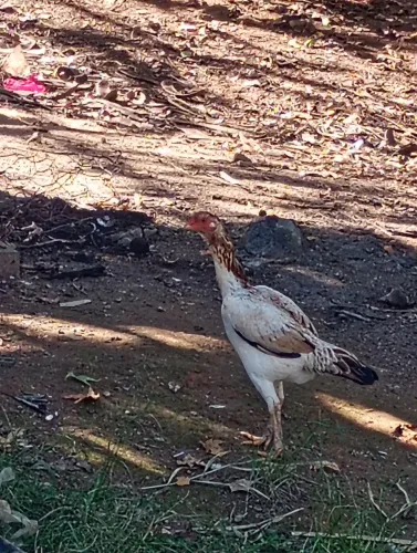 Frangas india