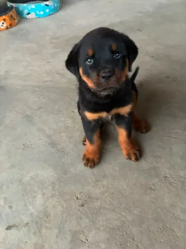 Filhotes de Rottweiler
