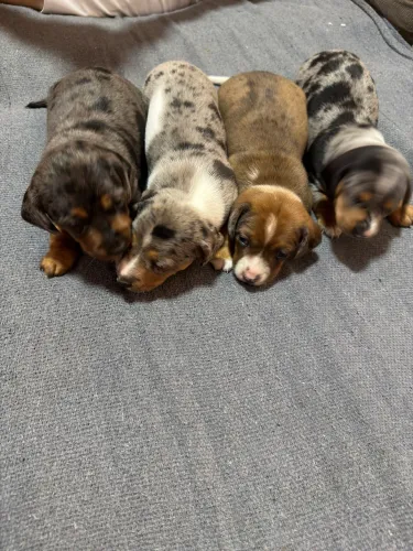 Filhote teckel Dachshund Basset salsicha arlequim 