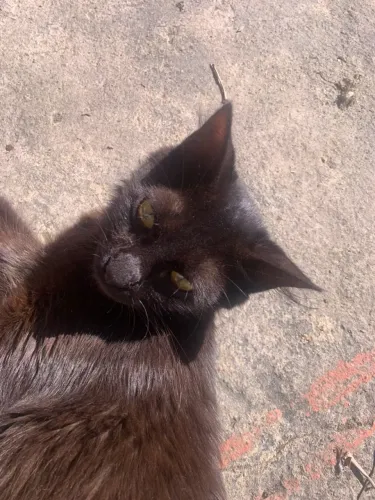 Doação de gatinha