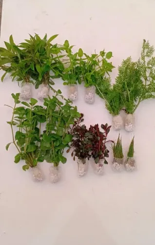 Plantas para Aquários