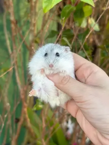 Hamster Anão Russo e Winter White | Filhotes Disponíveis