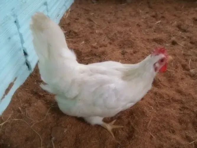 GALINHA GARNISÉ E FILHOTES 