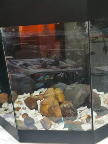 Aquario