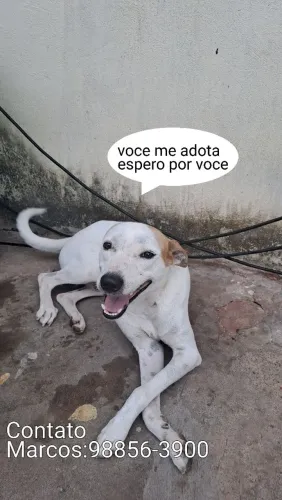 Cachorro