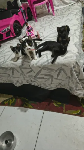 Doa-se gatos