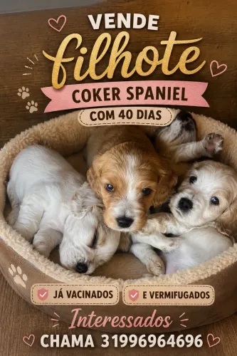 Filhote Coker spaniel 