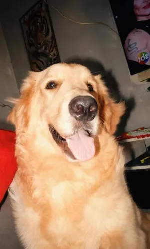 Vendo golden puro 9 meses