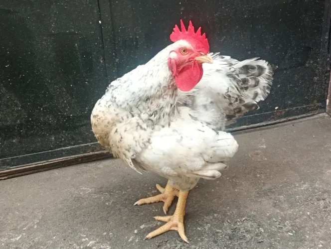Galo Novo