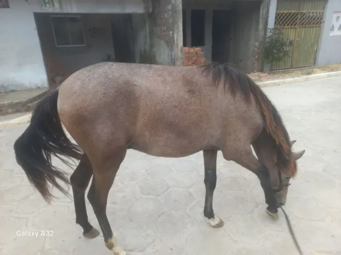 Cavalo