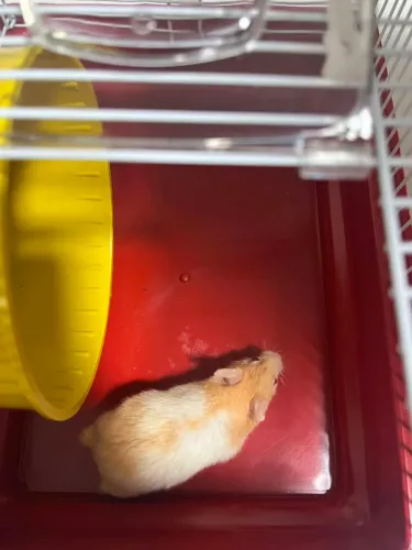 Vendo Hamster