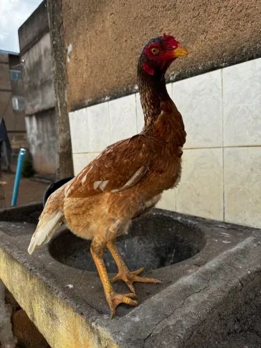 Galinha Índia
