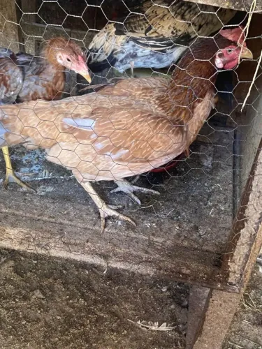 Frango caipira
