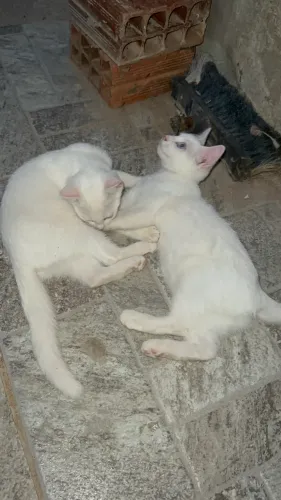 Gatinhas mestiça