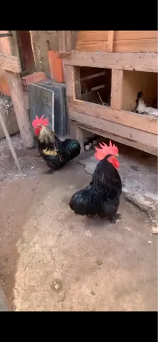 Galo mini conchim 