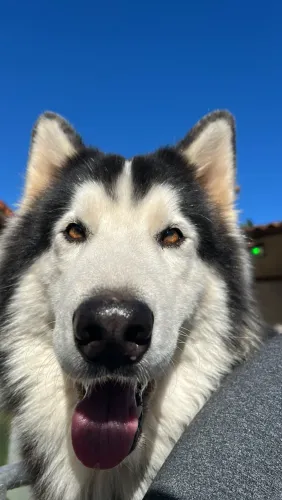 Adoção responsável - Husky Siberiano e Boiadeiro australiano