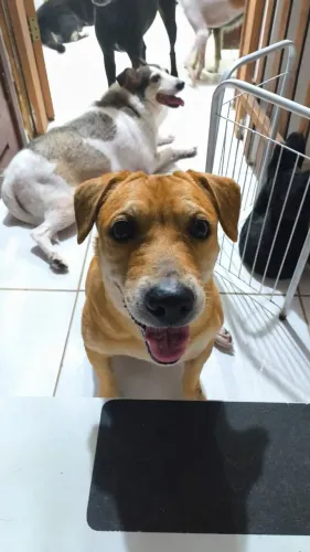 Cachorrinha para adoção!!!