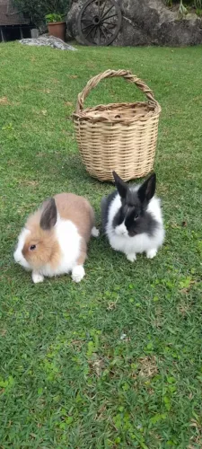 Vendo Mini Coelho