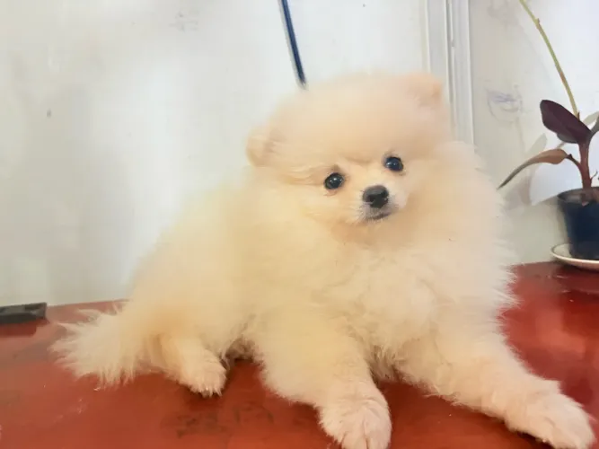 Spitz alemão anão