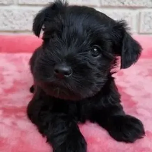 Schnauzer,Schnauzer Filhote Pronto Para Novo Lar