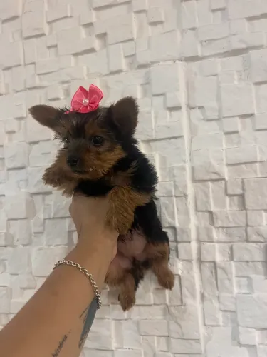 Yorkshire terrier