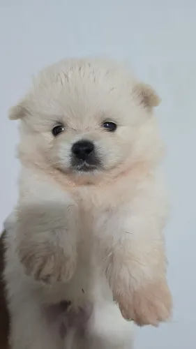 Lulu da Pomerânia Spitz Alemão