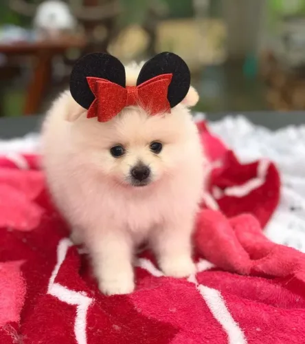 Spitz Alemão Mini com Garantia de Saúde e Condições Especiais!