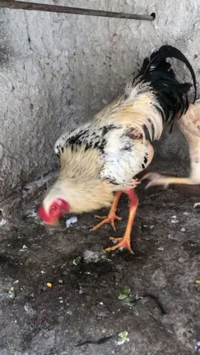Vendo Galo Indiano