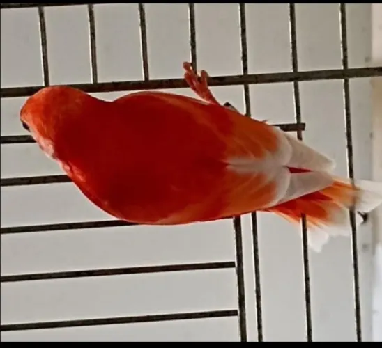 gaiolas tops