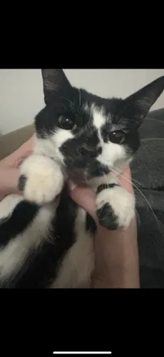 Gata castrada para adoçao