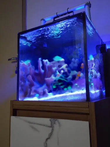 Aquário marinho completo e habitado.