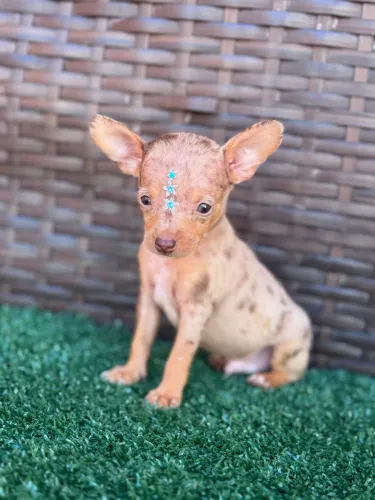 Pinscher macho arlequim exótico 