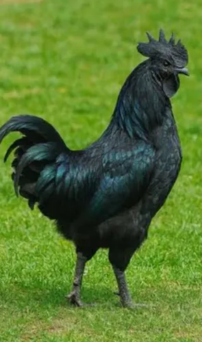 Ovos ferteis Ayam cemani 