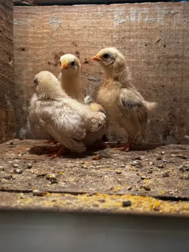 Combo de pintinhos de mini galinha