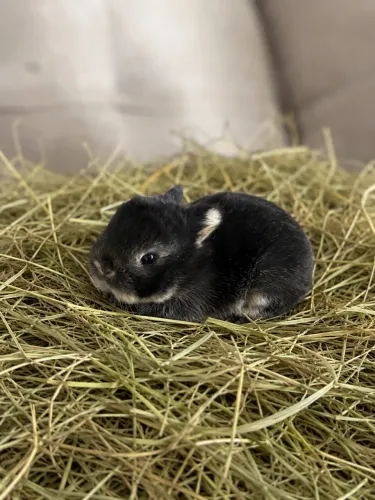 Mini coelhos Netherland