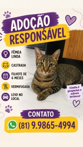 Adoção Responsável filhote