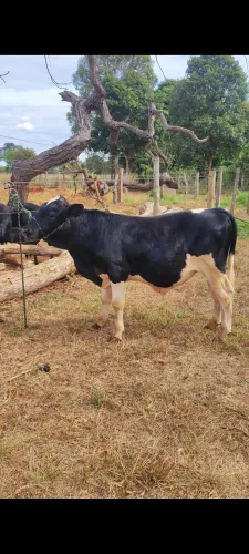 Mini boi holandês PB