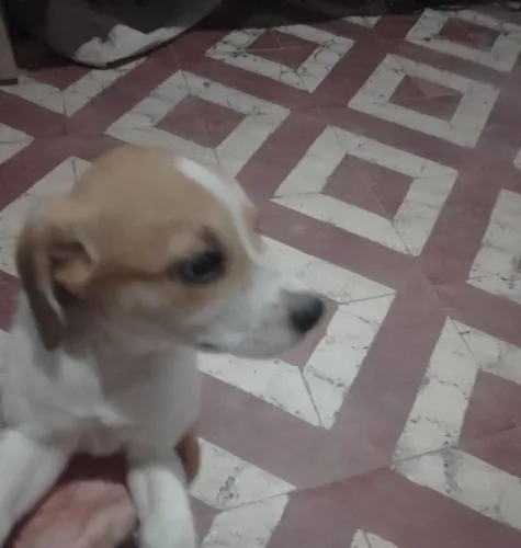 Me adote!