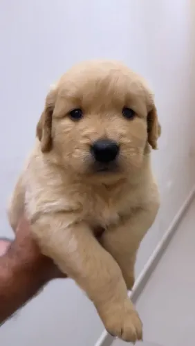 Filhotes Golden Retrivier