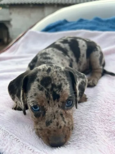 Dachshund: Filhotes para Quem Busca um Novo Companheiro