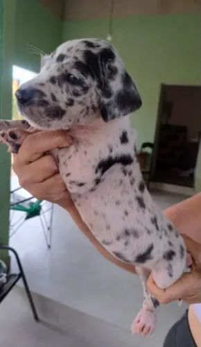 Filhote Dogue Alemão