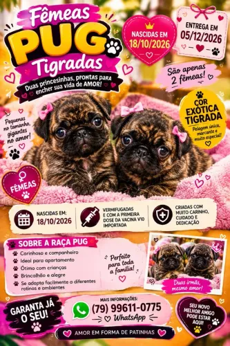 LINDAS FILHOTES DE PUG - DUAS FÊMEAS DISPONÍVEIS!