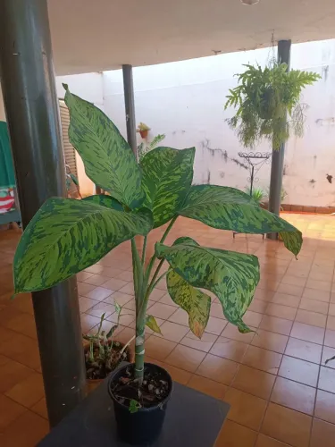Planta Comigo Ninguém Pode 