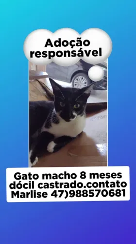 Gato Macho para Adoção Responsável - 8 Meses 