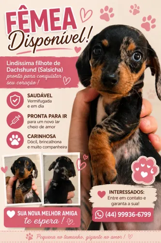 Filhote de Basset