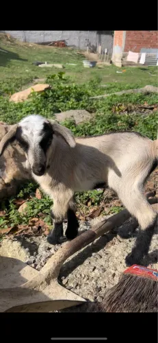 Cabrito Mestiço de Boer - Excelente Porte e Aparência