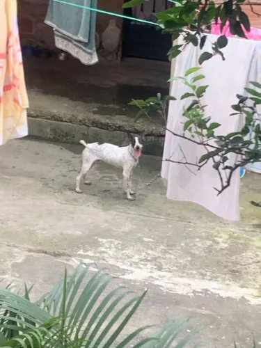Cães para adoção